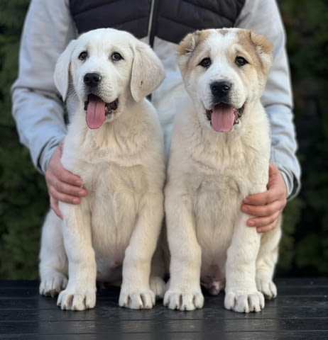 Средноазиатско овчарско куче – кученца Kale (Asian Shepherd), Vaccinated - Yes, Dewormed - Yes - city of Izvun Bulgaria | Dogs - снимка 2