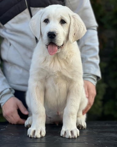 Средноазиатско овчарско куче – кученца Kale (Asian Shepherd), Vaccinated - Yes, Dewormed - Yes - city of Izvun Bulgaria | Dogs - снимка 3