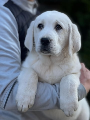 Средноазиатско овчарско куче – кученца Kale (Asian Shepherd), Vaccinated - Yes, Dewormed - Yes - city of Izvun Bulgaria | Dogs - снимка 5