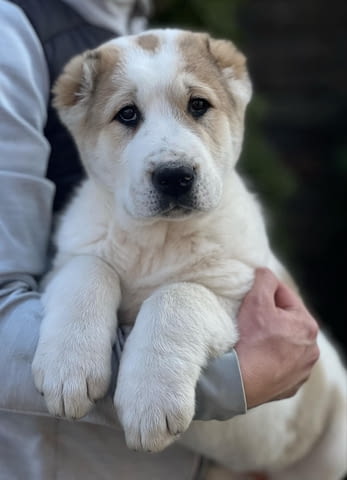 Средноазиатско овчарско куче – кученца Kale (Asian Shepherd), Vaccinated - Yes, Dewormed - Yes - city of Izvun Bulgaria | Dogs - снимка 6