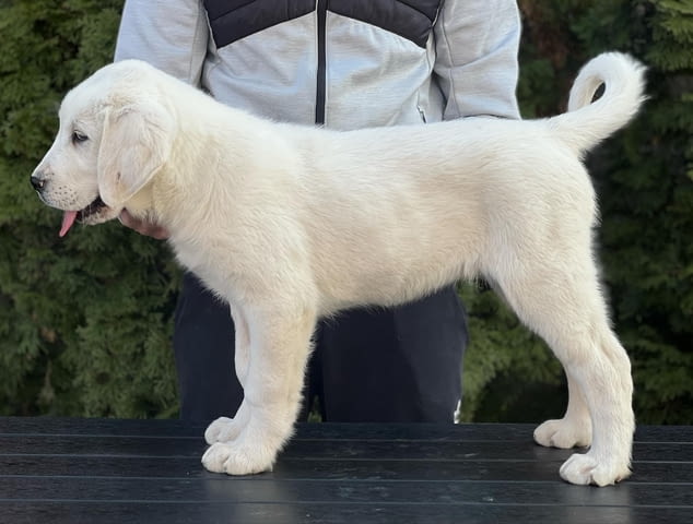 Средноазиатско овчарско куче – кученца Kale (Asian Shepherd), Vaccinated - Yes, Dewormed - Yes - city of Izvun Bulgaria | Dogs - снимка 8