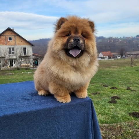 Чау Чау кученца Chow-Chow, Vaccinated - Yes, Dewormed - Yes - city of Izvun Bulgaria | Dogs - снимка 1