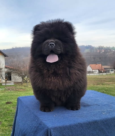 Чау Чау кученца Chow-Chow, Vaccinated - Yes, Dewormed - Yes - city of Izvun Bulgaria | Dogs - снимка 2