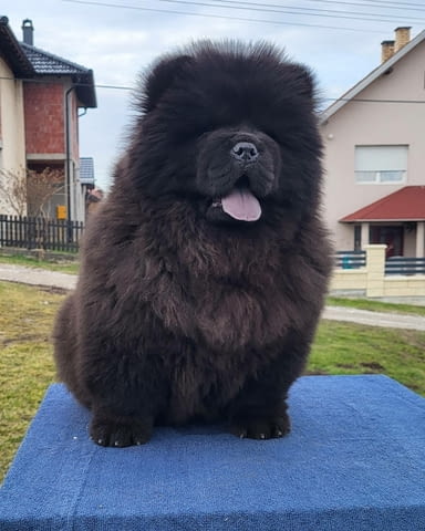 Чау Чау кученца Chow-Chow, Vaccinated - Yes, Dewormed - Yes - city of Izvun Bulgaria | Dogs - снимка 3