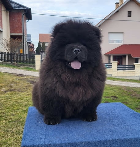 Чау Чау кученца Chow-Chow, Vaccinated - Yes, Dewormed - Yes - city of Izvun Bulgaria | Dogs - снимка 4