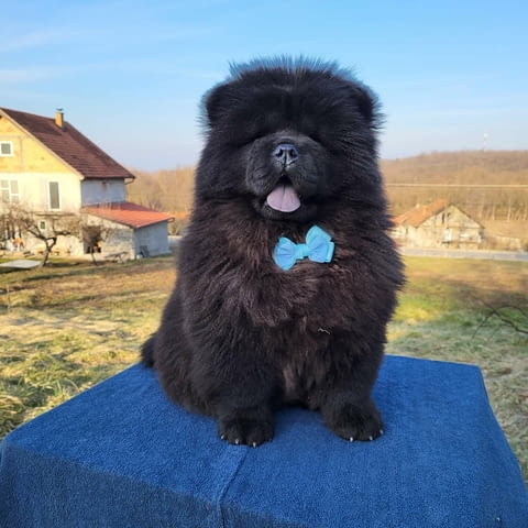 Чау Чау кученца Chow-Chow, Vaccinated - Yes, Dewormed - Yes - city of Izvun Bulgaria | Dogs - снимка 5