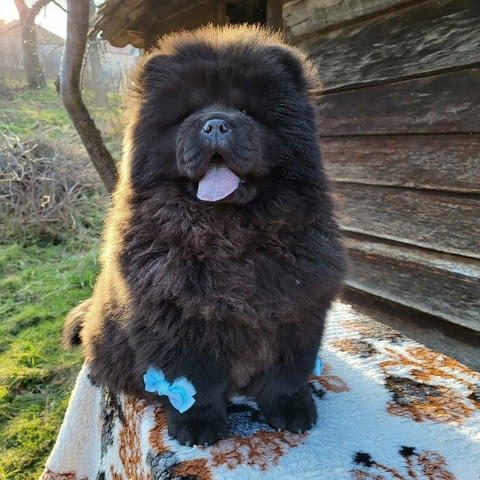 Чау Чау кученца Chow-Chow, Vaccinated - Yes, Dewormed - Yes - city of Izvun Bulgaria | Dogs - снимка 6