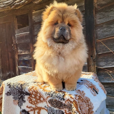 Чау Чау кученца Chow-Chow, Vaccinated - Yes, Dewormed - Yes - city of Izvun Bulgaria | Dogs - снимка 7