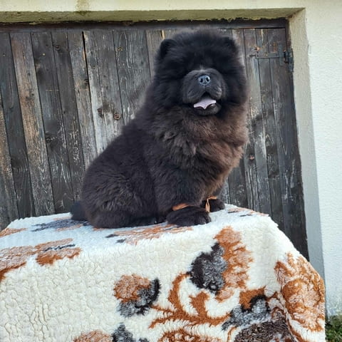 Чау Чау кученца Chow-Chow, Vaccinated - Yes, Dewormed - Yes - city of Izvun Bulgaria | Dogs - снимка 8