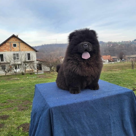 Чау Чау кученца Chow-Chow, Vaccinated - Yes, Dewormed - Yes - city of Izvun Bulgaria | Dogs - снимка 9