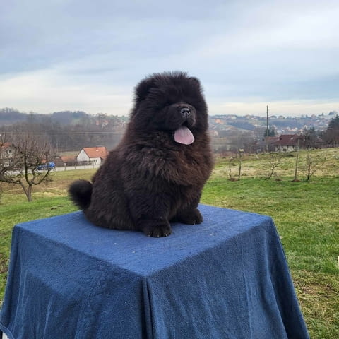 Чау Чау кученца Chow-Chow, Vaccinated - Yes, Dewormed - Yes - city of Izvun Bulgaria | Dogs - снимка 10