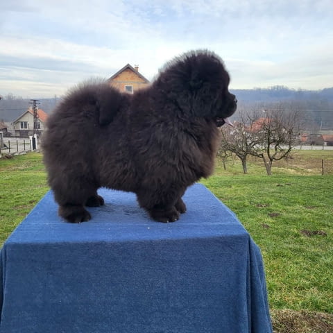 Чау Чау кученца Chow-Chow, Vaccinated - Yes, Dewormed - Yes - city of Izvun Bulgaria | Dogs - снимка 11