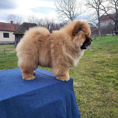 Чау Чау кученца Chow-Chow, Vaccinated - Yes, Dewormed - Yes - city of Izvun Bulgaria | Dogs - снимка 12