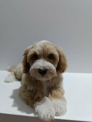 Кученца хавански бишон Havana Bichon, Vaccinated - Yes, Dewormed - Yes - city of Izvun Bulgaria | Dogs - снимка 1