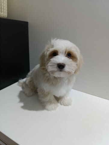 Кученца хавански бишон Havana Bichon, Vaccinated - Yes, Dewormed - Yes - city of Izvun Bulgaria | Dogs - снимка 2