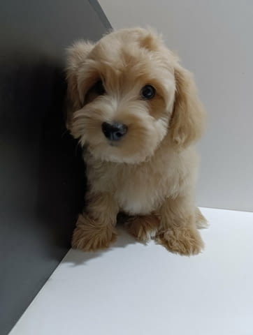 Кученца хавански бишон Havana Bichon, Vaccinated - Yes, Dewormed - Yes - city of Izvun Bulgaria | Dogs - снимка 3