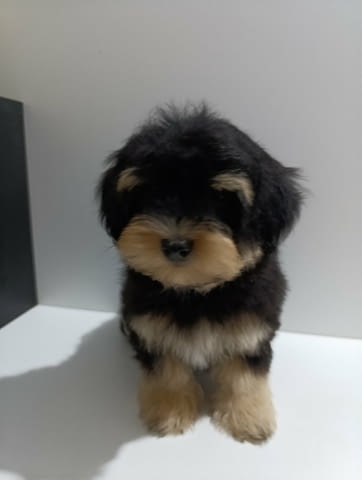 Кученца хавански бишон Havana Bichon, Vaccinated - Yes, Dewormed - Yes - city of Izvun Bulgaria | Dogs - снимка 4