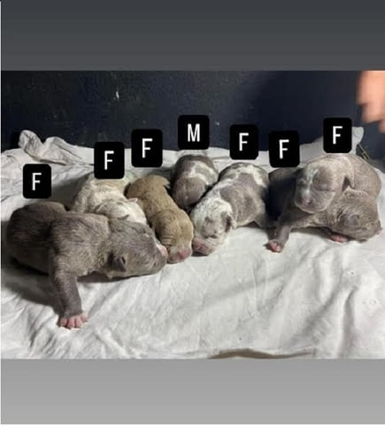 Американски побойник джоб Другa, 1 Month - city of Izvun Bulgaria | Dogs - снимка 1