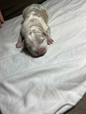 Американски побойник джоб Другa, 1 Month - city of Izvun Bulgaria | Dogs - снимка 4