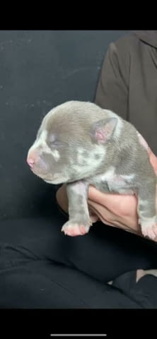 Американски побойник джоб Другa, 1 Month - city of Izvun Bulgaria | Dogs - снимка 6