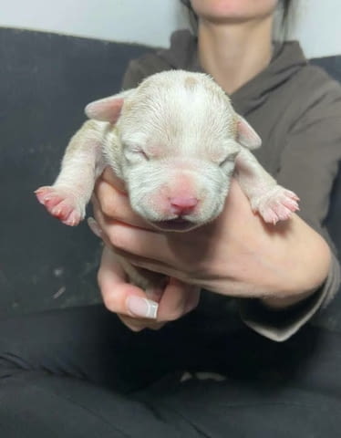 Американски побойник джоб Другa, 1 Month - city of Izvun Bulgaria | Dogs - снимка 7