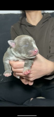 Американски побойник джоб Другa, 1 Month - city of Izvun Bulgaria | Dogs - снимка 8