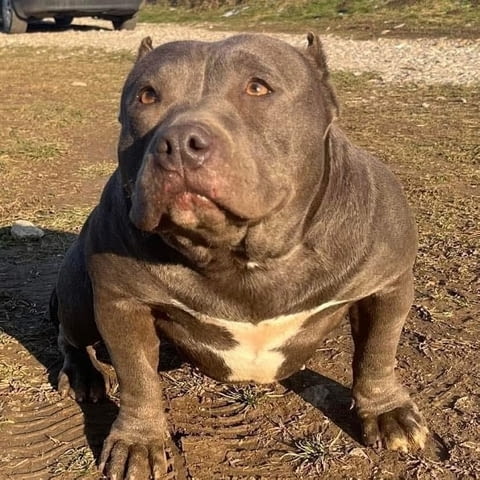 Американски побойник джоб Другa, 1 Month - city of Izvun Bulgaria | Dogs - снимка 10