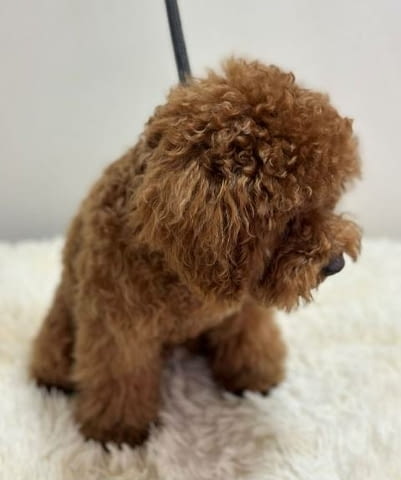 Чистокръвни кученца Той Пудел от два месеца и половина Пудел мини, Ваксинирано - Да - град София | Кучета - снимка 9