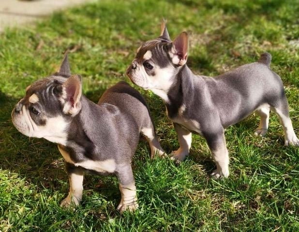 Хитова оферта френски булдог екзотични цветове French Bulldog, Vaccinated - Yes - city of Sofia | Dogs - снимка 1