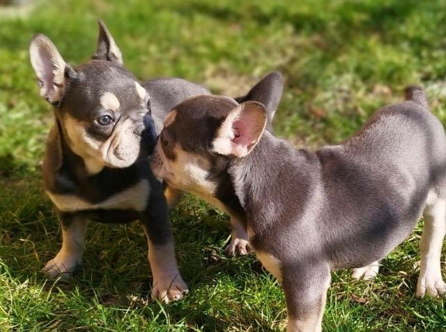 Хитова оферта френски булдог екзотични цветове French Bulldog, Vaccinated - Yes - city of Sofia | Dogs - снимка 2