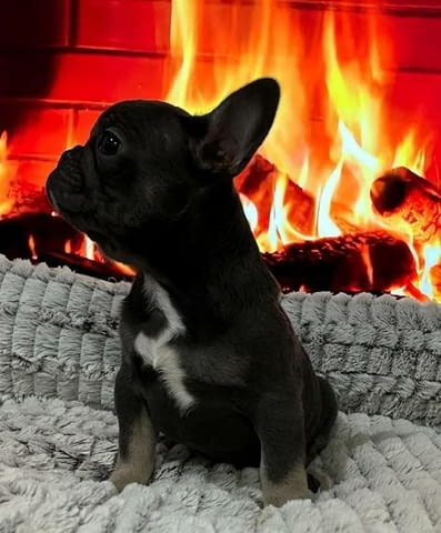 Хитова оферта френски булдог екзотични цветове French Bulldog, Vaccinated - Yes - city of Sofia | Dogs - снимка 4