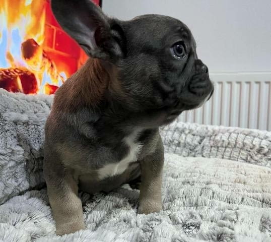 Хитова оферта френски булдог екзотични цветове French Bulldog, Vaccinated - Yes - city of Sofia | Dogs - снимка 5