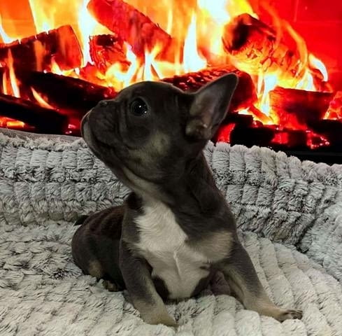 Хитова оферта френски булдог екзотични цветове French Bulldog, Vaccinated - Yes - city of Sofia | Dogs - снимка 6