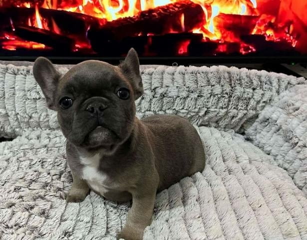 Хитова оферта френски булдог екзотични цветове French Bulldog, Vaccinated - Yes - city of Sofia | Dogs - снимка 7
