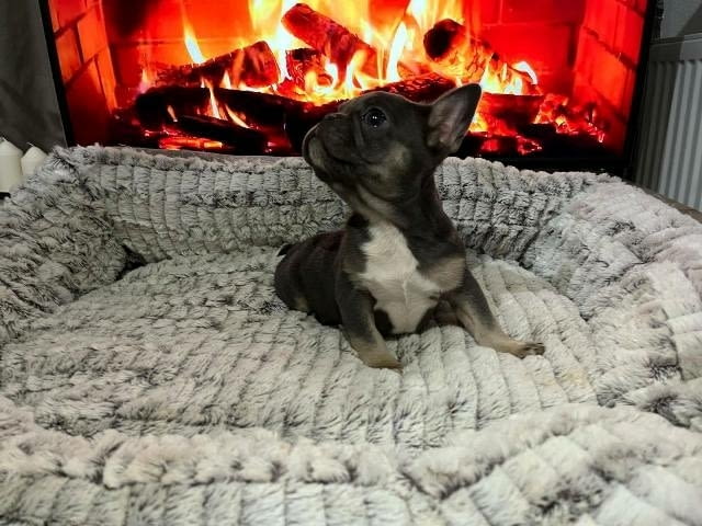 Хитова оферта френски булдог екзотични цветове French Bulldog, Vaccinated - Yes - city of Sofia | Dogs - снимка 10