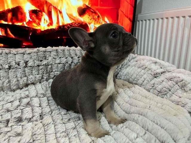 Хитова оферта френски булдог екзотични цветове French Bulldog, Vaccinated - Yes - city of Sofia | Dogs - снимка 11