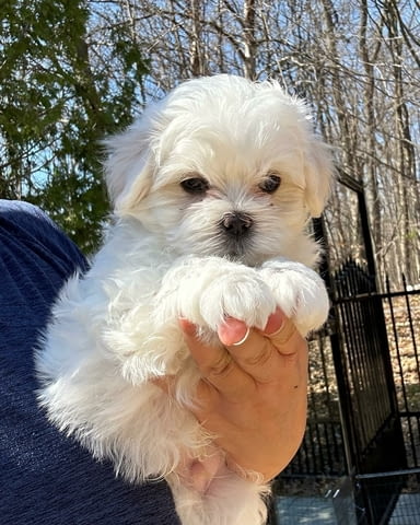 Страхотни малтийски кученца. Maltese Bolonese, Vaccinated - Yes, Dewormed - Yes - city of Dolna Oriahovica | Dogs - снимка 2