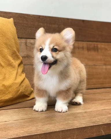 Очарователно уелско корги пемброк. Welsh Korgi Pambrook, Dewormed - Yes, With Chip - Yes - city of Novi Pazar | Dogs - снимка 1