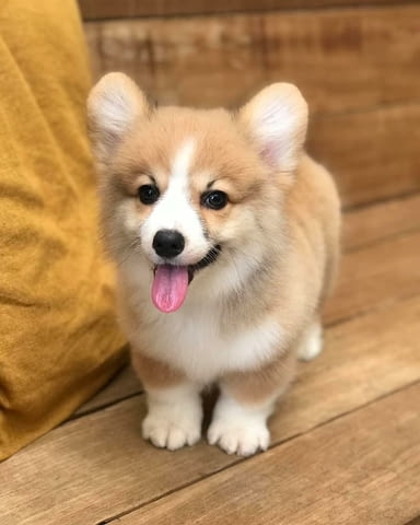 Очарователно уелско корги пемброк. Welsh Korgi Pambrook, Dewormed - Yes, With Chip - Yes - city of Novi Pazar | Dogs - снимка 3