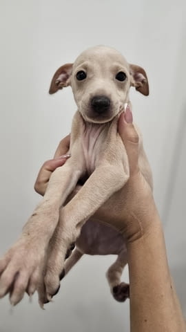 Малки италиански хрътки (левретки) кученца Левретка (Малка италианска хрътка), Ваксинирано - Да, Обезпаразитено - Да - град Извън България | Кучета - снимка 1