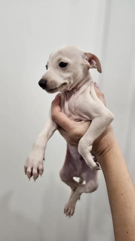 Малки италиански хрътки (левретки) кученца Левретка (Малка италианска хрътка), Ваксинирано - Да, Обезпаразитено - Да - град Извън България | Кучета - снимка 7