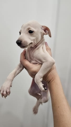 Малки италиански хрътки (левретки) кученца Левретка (Малка италианска хрътка), Ваксинирано - Да, Обезпаразитено - Да - град Извън България | Кучета - снимка 8