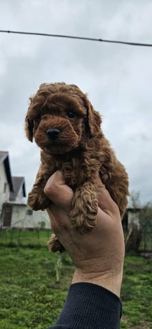 Miniature and toy poodles Toy Poodle, 2 Months - city of Izvun Bulgaria | Dogs - снимка 1