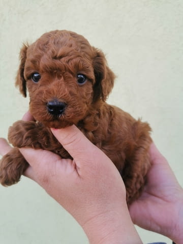 Miniature and toy poodles Toy Poodle, 2 Months - city of Izvun Bulgaria | Dogs - снимка 2