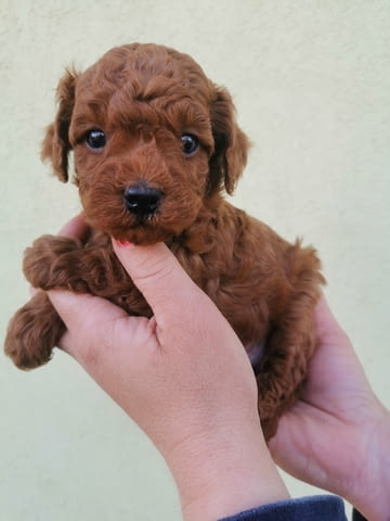 Miniature and toy poodles Toy Poodle, 2 Months - city of Izvun Bulgaria | Dogs - снимка 3