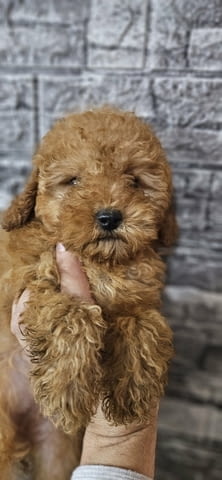 Miniature and toy poodles Toy Poodle, 2 Months - city of Izvun Bulgaria | Dogs - снимка 4