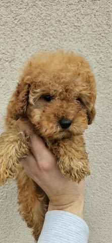 Miniature and toy poodles Toy Poodle, 2 Months - city of Izvun Bulgaria | Dogs - снимка 5