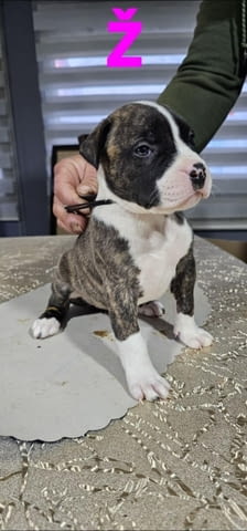 Pit blue is worn by Puppies Pitbull Terier, 2 Months - city of Izvun Bulgaria | Dogs - снимка 1