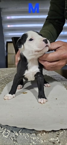 Pit blue is worn by Puppies Pitbull Terier, 2 Months - city of Izvun Bulgaria | Dogs - снимка 2