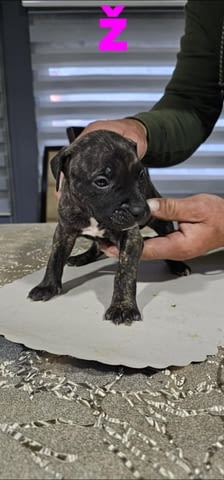 Pit blue is worn by Puppies Pitbull Terier, 2 Months - city of Izvun Bulgaria | Dogs - снимка 4